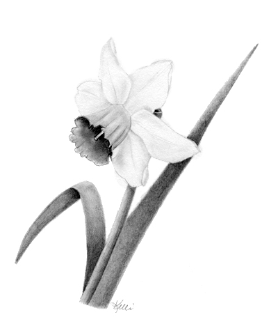 400x475 tutorial how to draw a daffodil kelli mcnichols art - Daffodil Drawing