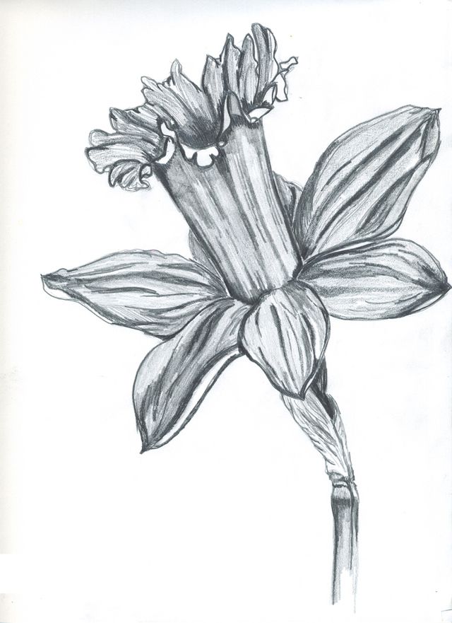 640x881 black and white daffodil drawing - Daffodil Drawing