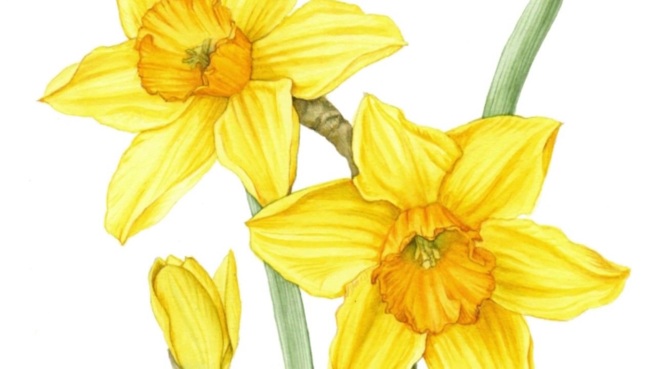1280x720 drawing daffodils - Daffodil Drawing