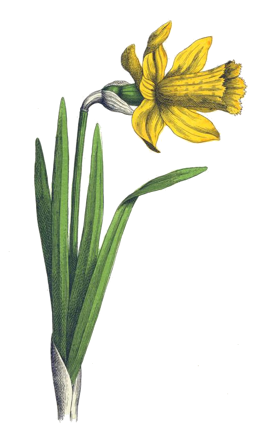 504x836 daffodil drawing - Daffodil Drawing