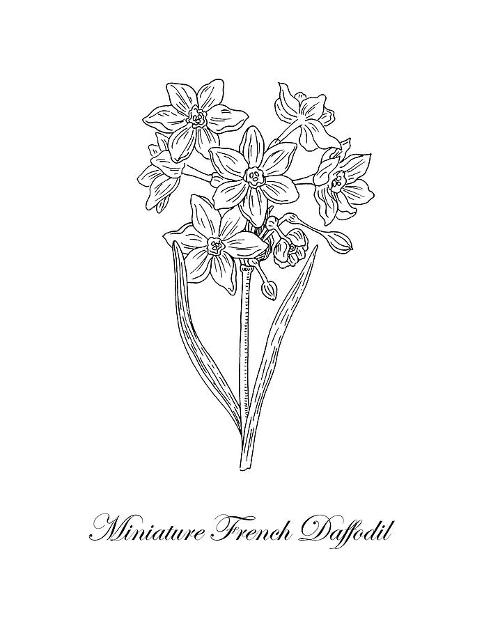 695x900 daffodil drawing best drawing skill - Daffodil Drawing