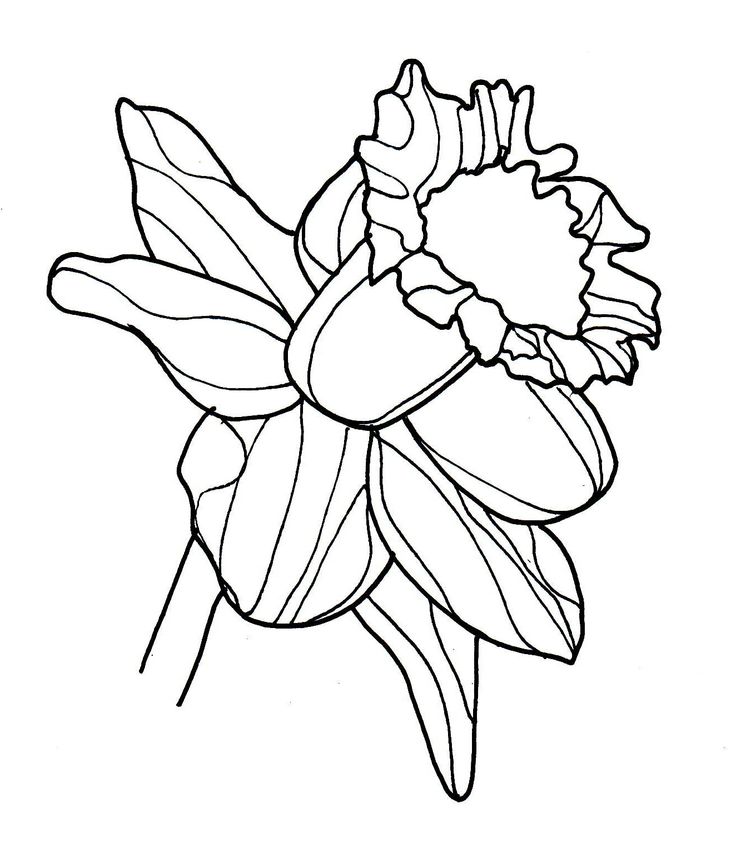 736x844 daffodil drawing outline - Daffodil Drawing Outline
