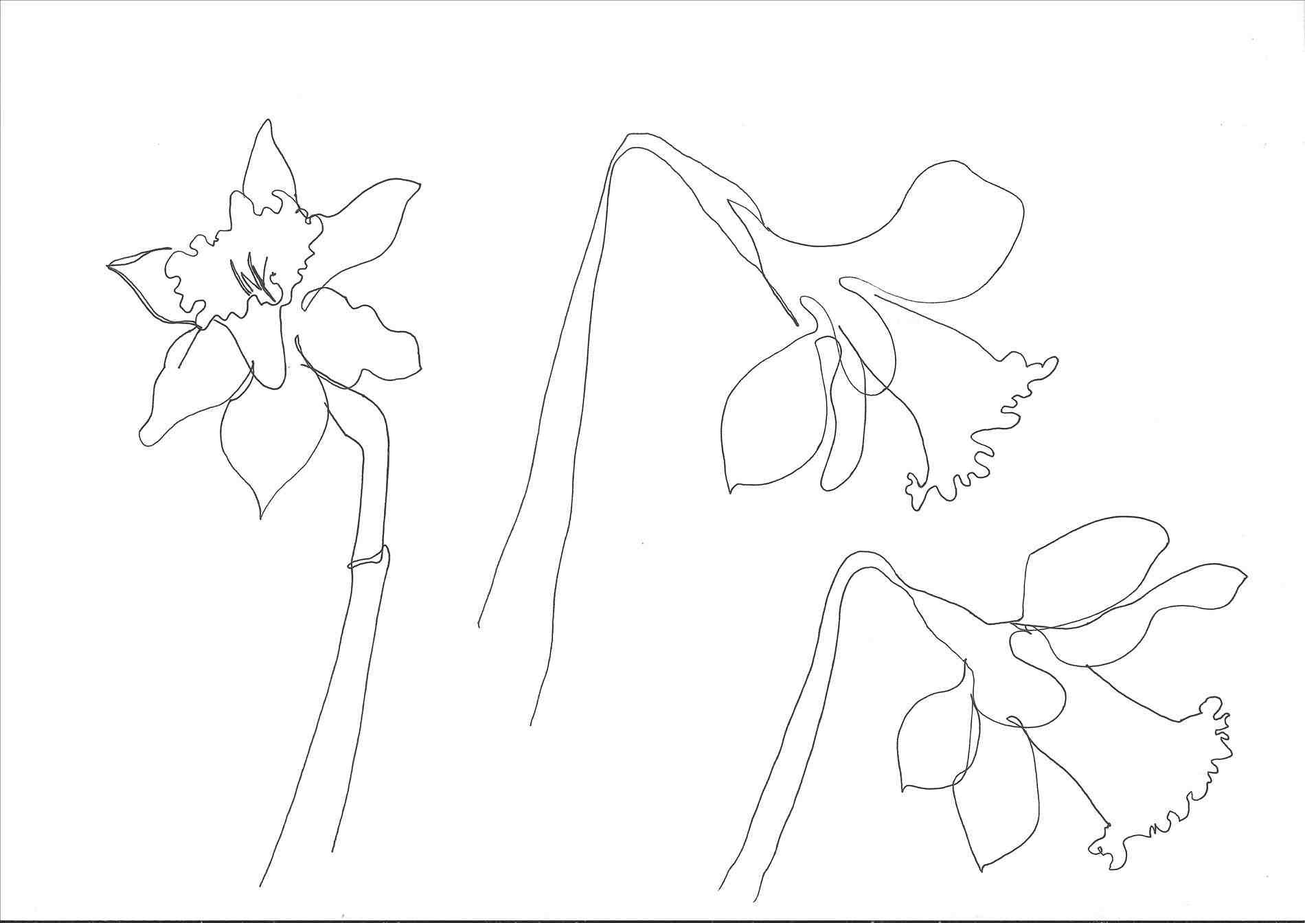 1900x1344 daffodil drawing outline at getdrawings com - Daffodil Drawing Outline