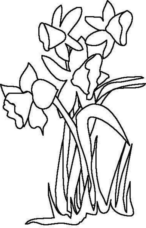 600x934 daffodil outline - Daffodil Drawing Outline