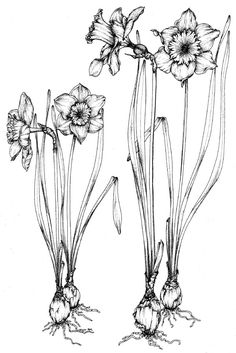 236x353 z flowers drawing of daffodil - Daffodil Drawing Outline