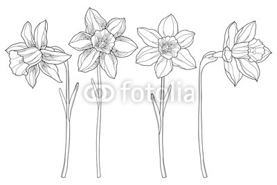 400x267 vector set with outline narcissus or daffodil flowers in black - Daffodil Drawing Outline