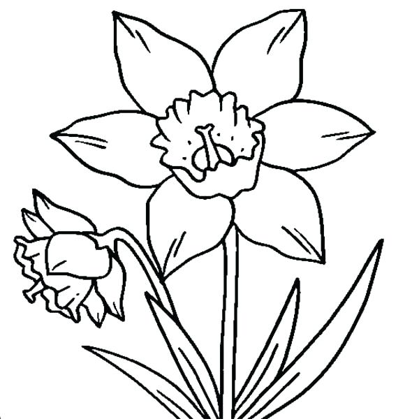 Daffodil Drawing Outline at PaintingValley.com | Explore collection of ...