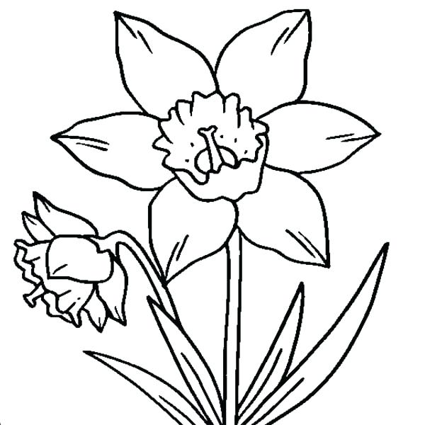 600x600 daffodil drawing coloring - Daffodil Drawing Outline