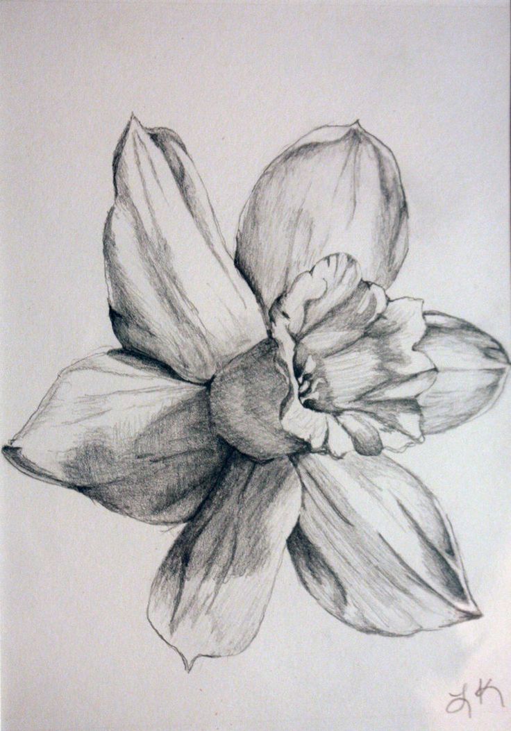 736x1053 daffodil drawing free download - Daffodil Flower Drawing