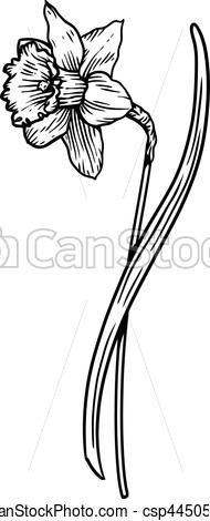 190x470 daffodil flower illustration, drawing, engraving, line art - Daffodil Flower Drawing