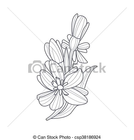 450x470 daffodil flower monochrome drawing for coloring book hand drawn - Daffodil Flower Drawing