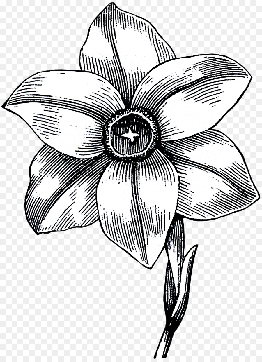 900x1240 drawing, daffodil, flower, transparent png image clipart free - Daffodil Flower Drawing