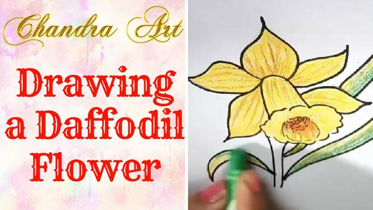 1280x720 drawing a daffodil - Daffodil Flower Drawing