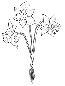 271x359 drawing lily daffodil huge freebie! download for powerpoint - Daffodil Flower Drawing