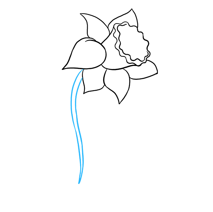 680x678 How To Draw A Daffodil - Daffodil Flower Drawing