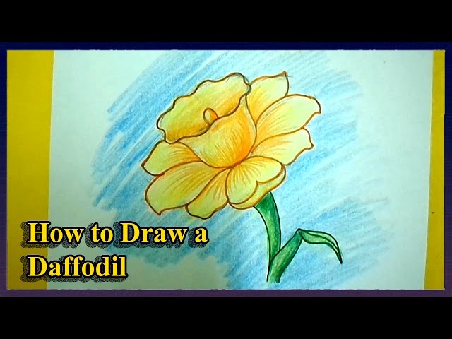 640x480 how to draw a daffodils step - Daffodil Flower Drawing