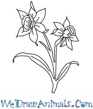 300x350 how to draw a narcissus flower - Daffodil Flower Drawing