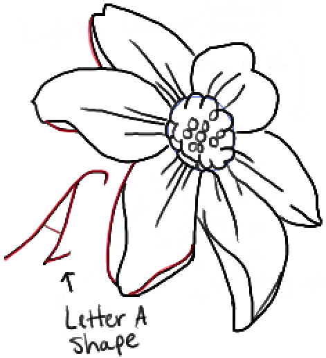 471x517 how to draw a narcissus or daffodil flower with easy step - Daffodil Flower Drawing