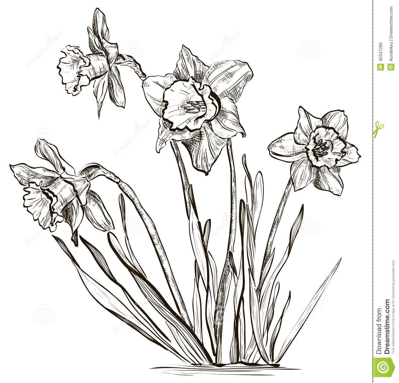 1354x1300 images for gt narcissus flower drawing art show - Daffodil Flower Drawing