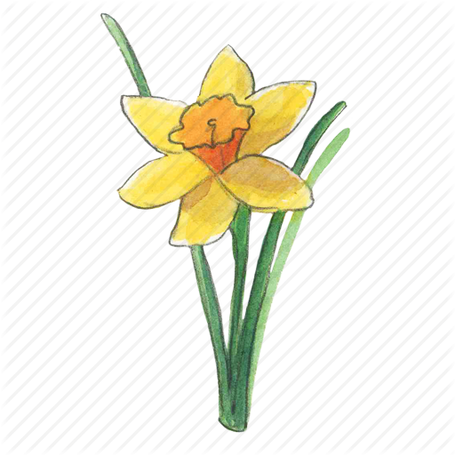 512x512 narcissus drawing yellow bell flower transparent png clipart - Daffodil Flower Drawing