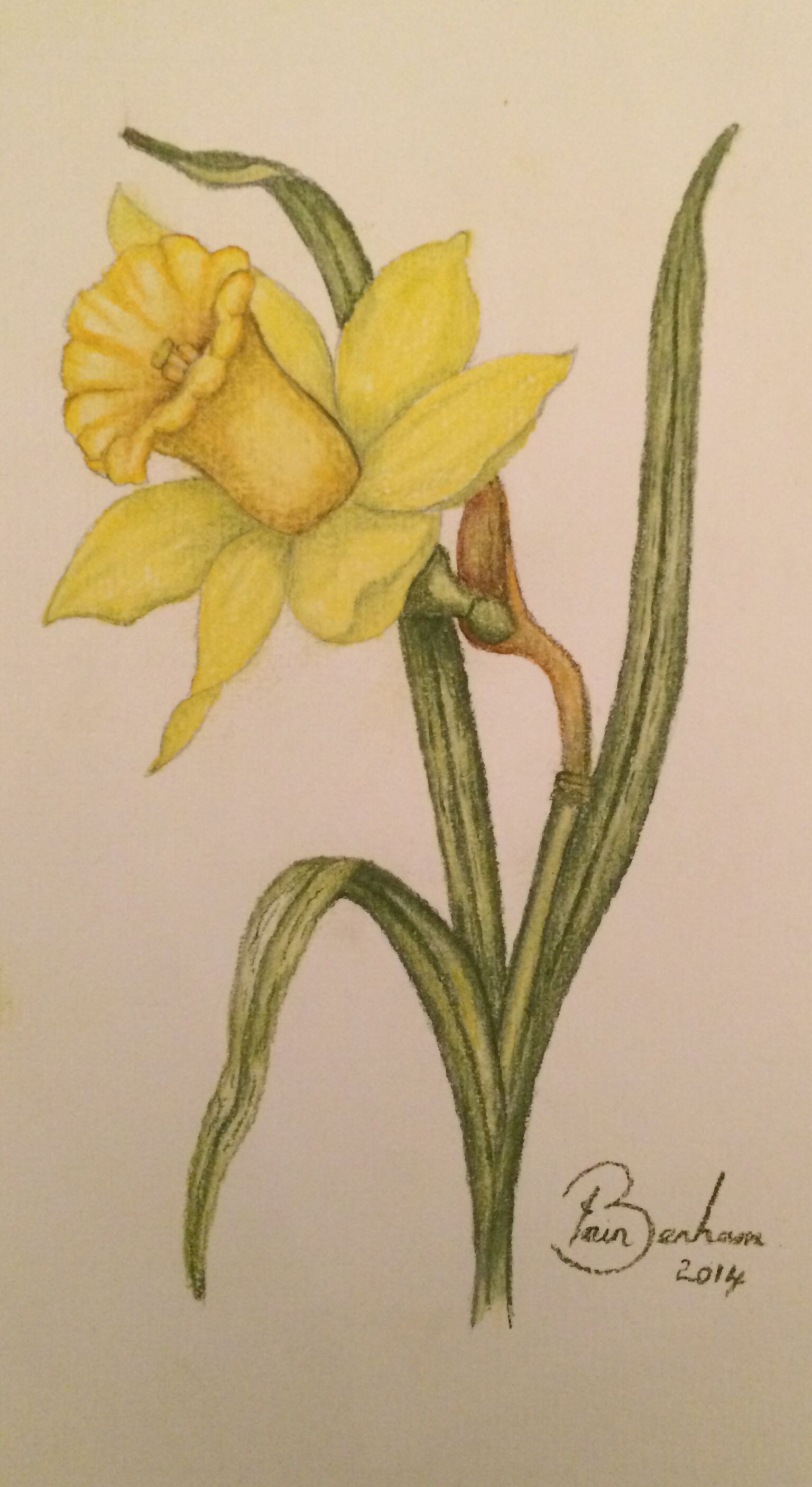 1536x2812 Pastel Pencil Drawing Of A Daffodil Pastel Pencils - Daffodil Flower Drawing