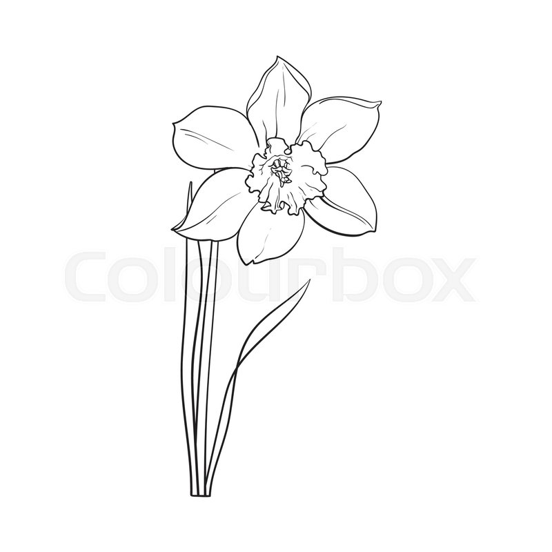 800x800 Single Daffodil, Narcissus Spring Stock Vector Colourbox - Daffodil Flower Drawing