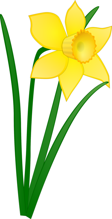 385x750 daffodil download drawing flower cc0 - Daffodil Flower Drawing