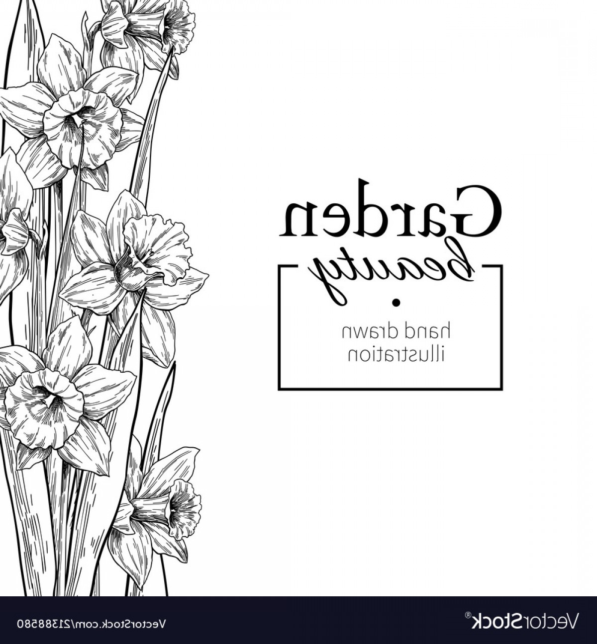 1200x1296 daffodil flower and leaves border drawing vector arenawp - Daffodil Flower Drawing