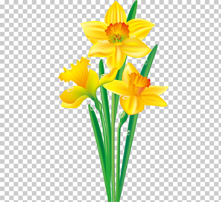 728x666 daffodil flower drawing floral border design png clipart free - Daffodil Flower Drawing