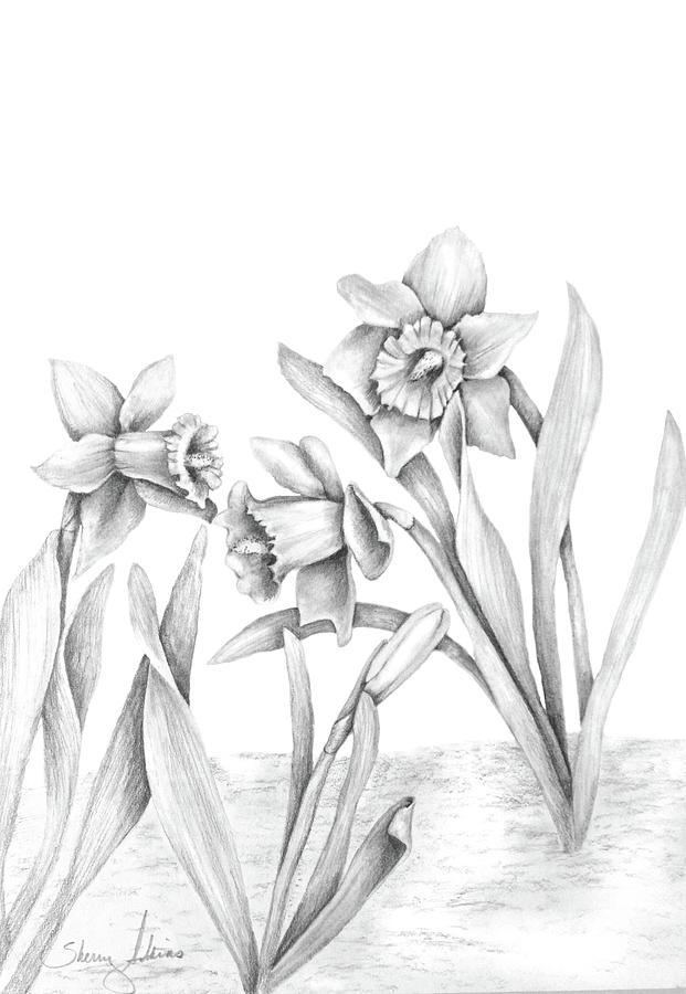 621x900 daffodil flowers drawing - Daffodil Flower Drawing