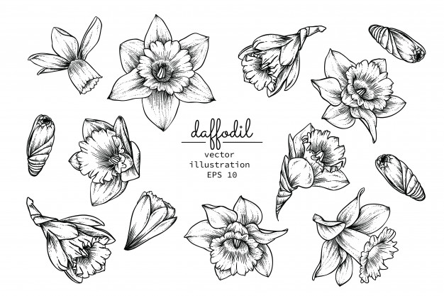 626x417 daffodil vectors, photos and free download - Daffodil Flower Drawing