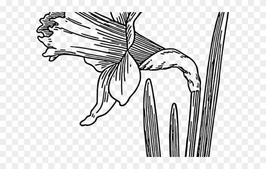 880x560 Daffodil Clipart Dafodil - Daffodil Line Drawing