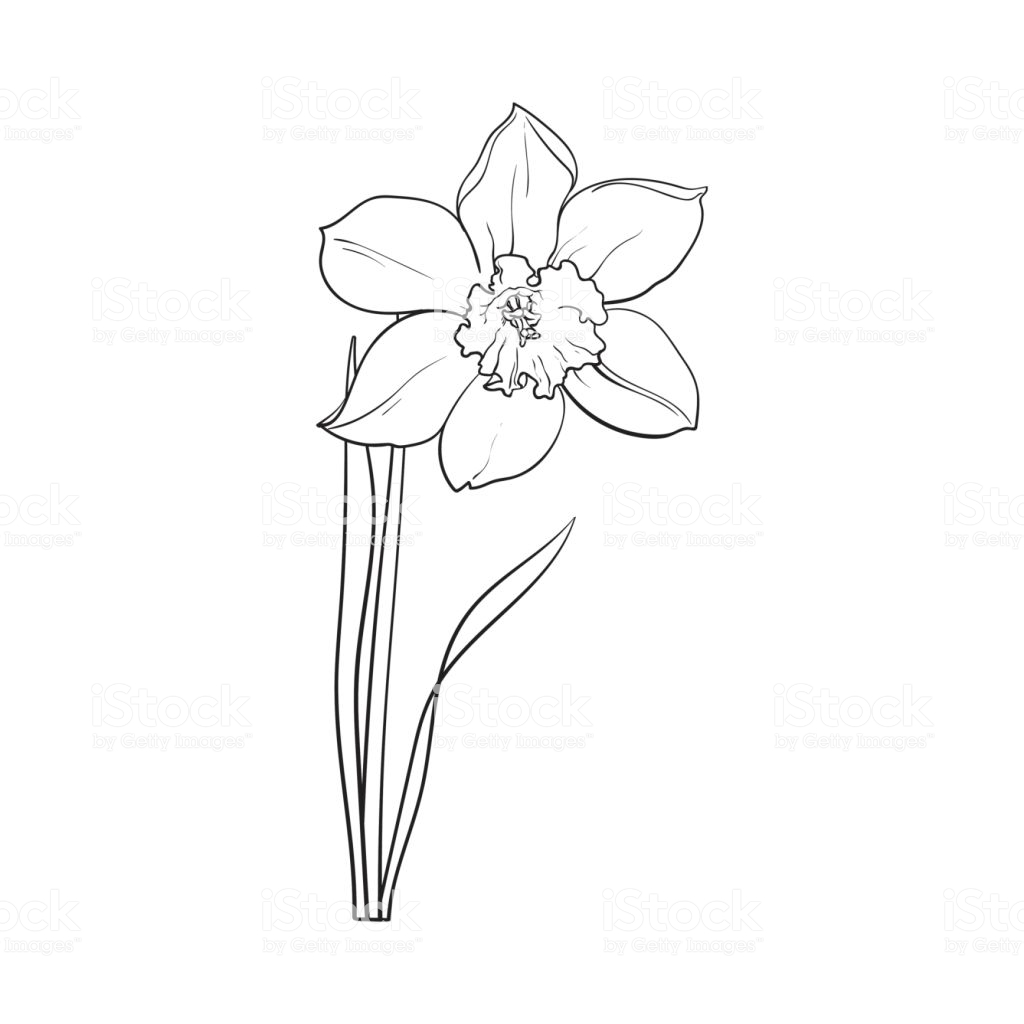 Simple Daffodil Flower Outline