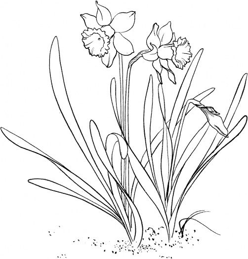 502x525 Drawn Daffodil Cool - Daffodil Line Drawing