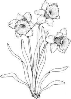 236x326 Z Flowers Drawing Of Daffodil - Daffodil Line Drawing