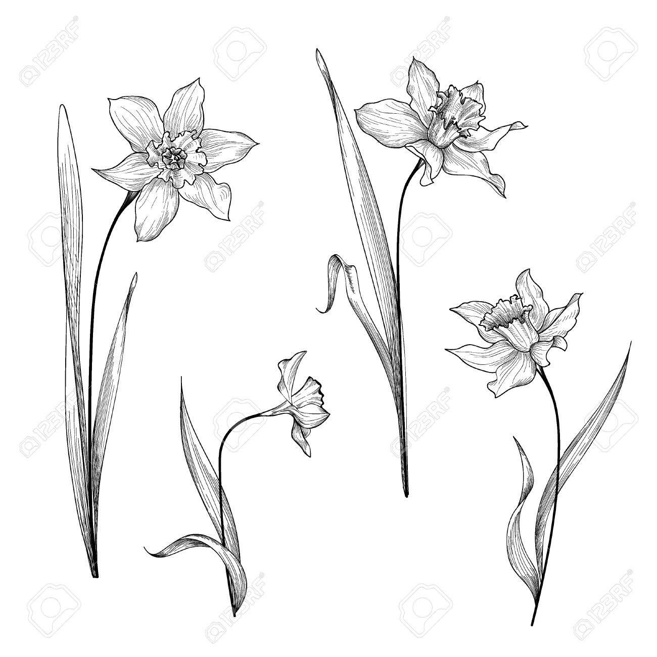 Daffodil Line Drawing at Explore collection of