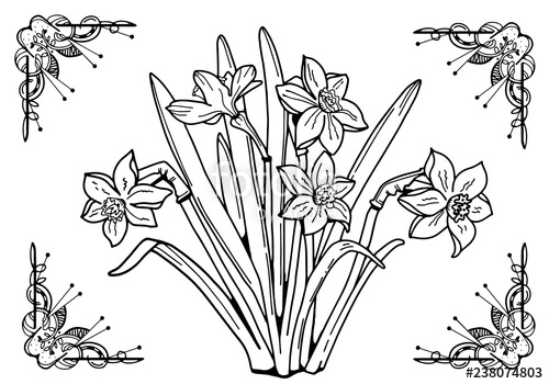 500x350 flowers daffodils in a frame line art drawing stock photo - Daffodil Line Drawing
