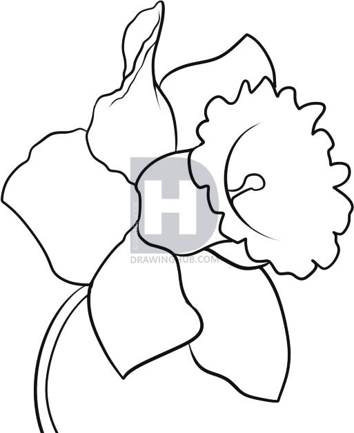 513x628 How To Draw A Daffodil, Step - Daffodil Line Drawing