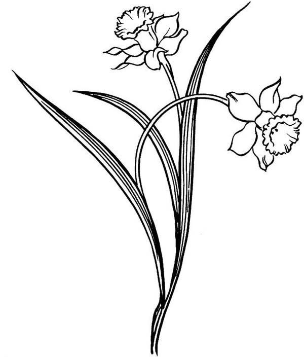 600x704 Stained Glass Daffodil Tattoo - Daffodil Line Drawing