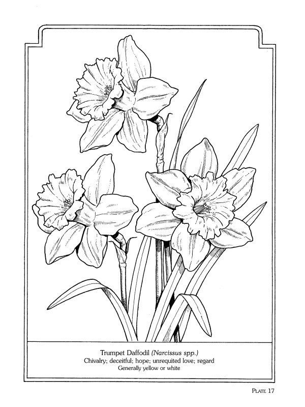 600x800 The Language Of Flowers Coloring Book Dover Coloring Coloring - Daffodil Line Drawing