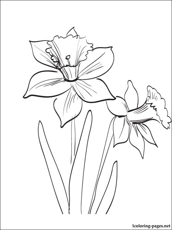 Daffodil Line Drawing at PaintingValley.com | Explore collection of ...