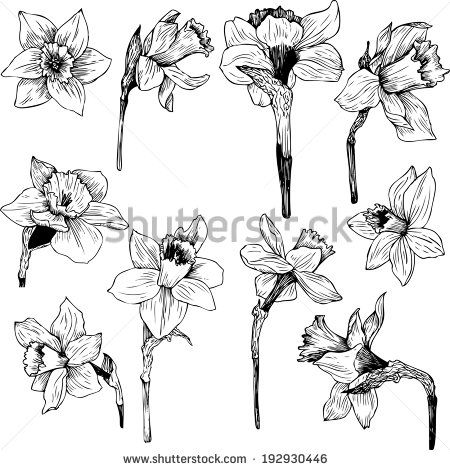 450x470 Narcissus Line Drawing Stock Photos, Illustrations, And Vector - Daffodil Line Drawing