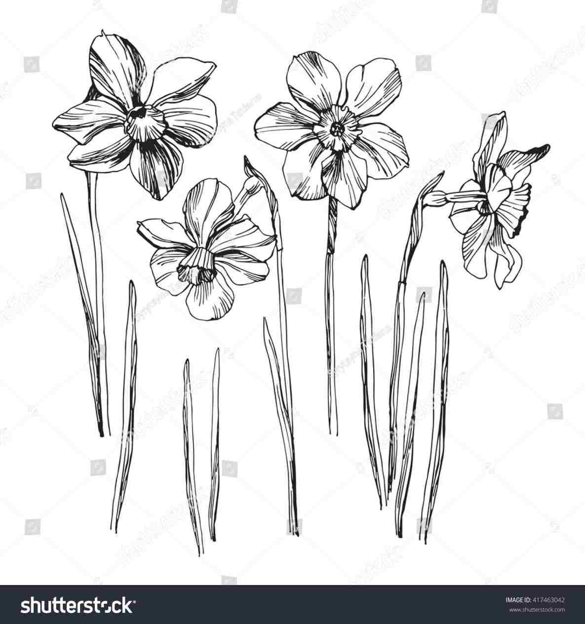 1185x1264 rhshutterstockcom handpainted daffodil line drawing s set isolated - Daffodil Line Drawing