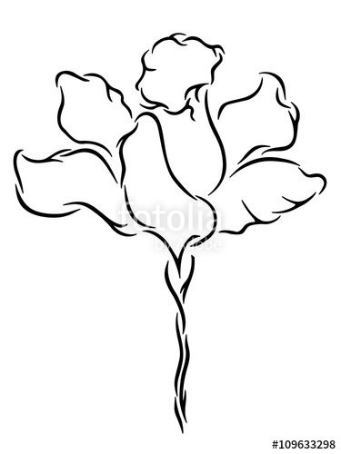 375x500 Daffodil, Line Drawing Stock Image And Royalty Free Vector - Daffodil Line Drawing