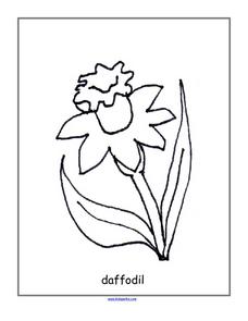 228x295 Daffodil Back Line Drawing Lesson Plan For Kindergarten - Daffodil Line Drawing