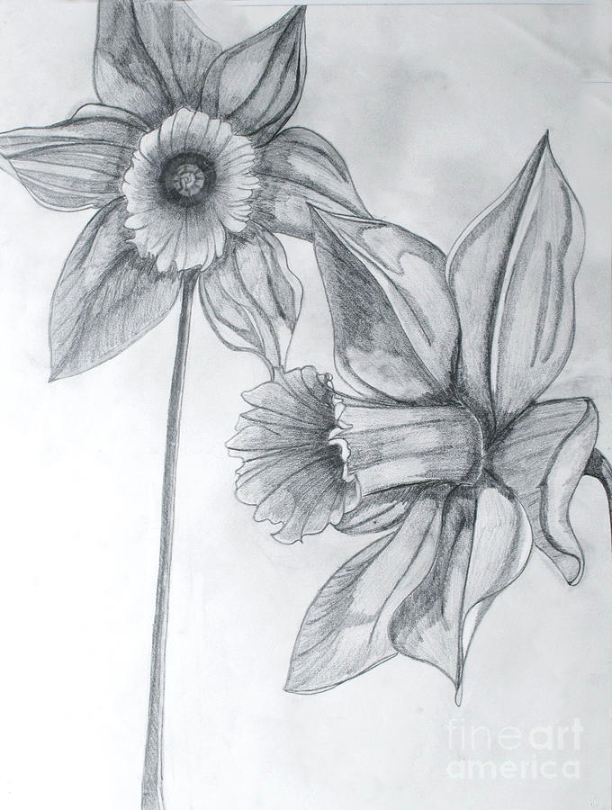 Daffodil Pencil Drawing at PaintingValley.com | Explore collection of ...