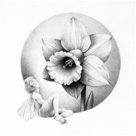 474x472 Daffodil Pencil Drawing Gtgt - Daffodil Pencil Drawing