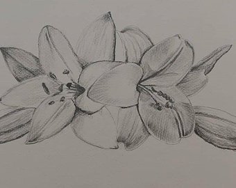 340x270 Daffodil Sketch Art Etsy - Daffodil Pencil Drawing