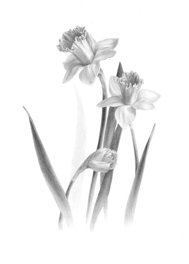 644x900 daffodils drawing - Daffodil Pencil Drawing