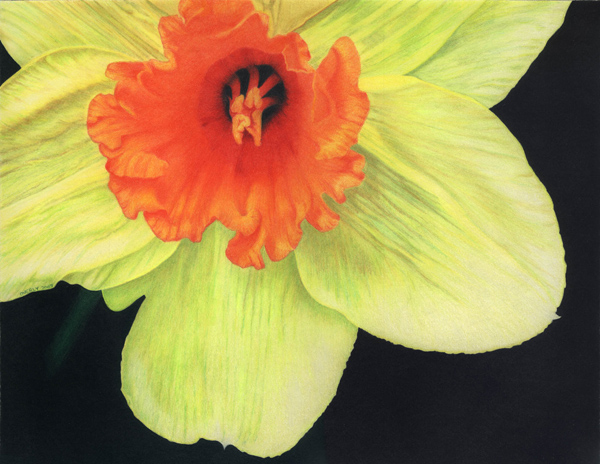 600x464 Drawing Basics Dee Overly's Colored Pencil And Graphite Drawings - Daffodil Pencil Drawing